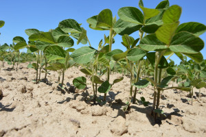 Francja: Bodźce ekonomiczne mają wspierać uprawę roślin wysokobiałkowych