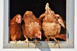 Aldi będzie bardziej dbać o dobrostan kurczaków hodowanych na mięso