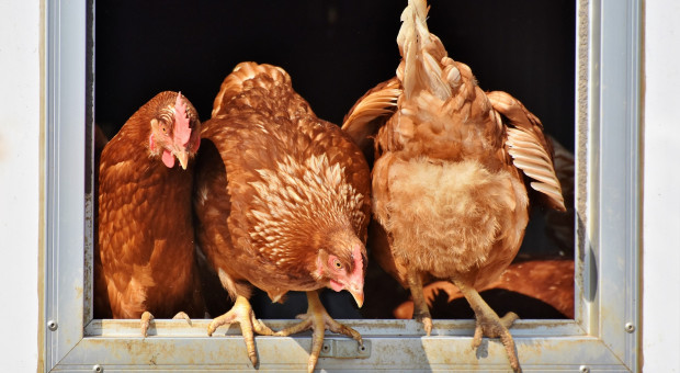 Aldi będzie bardziej dbać o dobrostan kurczaków hodowanych na mięso