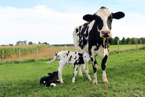 Biotechniki w rozrodzie bydła