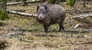 ASF: Sytuacja na zachodzie kraju stale się pogarsza