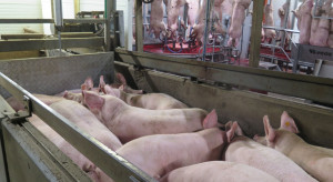 Rynek wieprzowiny bliski załamania - konieczna interwencja