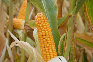 USDA obniża prognozę zbiorów kukurydzy na Ukrainie