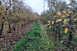 Nawożenie sadów fosforem i potasem jesienią