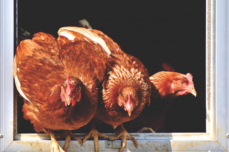 Będzie wsparcie unijne na odszkodowania za grypę ptaków? Fot.Shutterstock