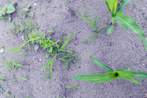Nowy herbicyd na chwasty jednoliścienne w kukurydzy i soi