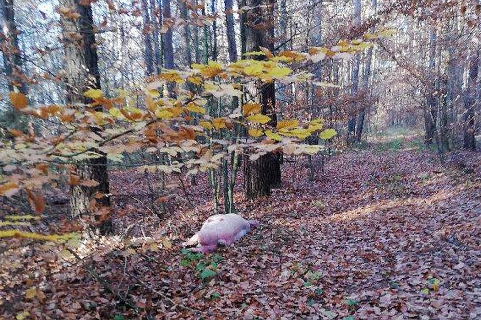 Martwa świnia leżała na leśnym dukcie, fot. Nadleśnictwo Bolewice