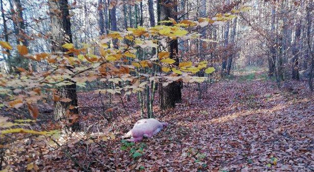 Ktoś podrzucił w lesie świnię