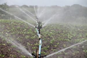 Ruszyły dwa nabory wniosków o wsparcie z PROW: na nawadnianie i rozwój usług rolniczych