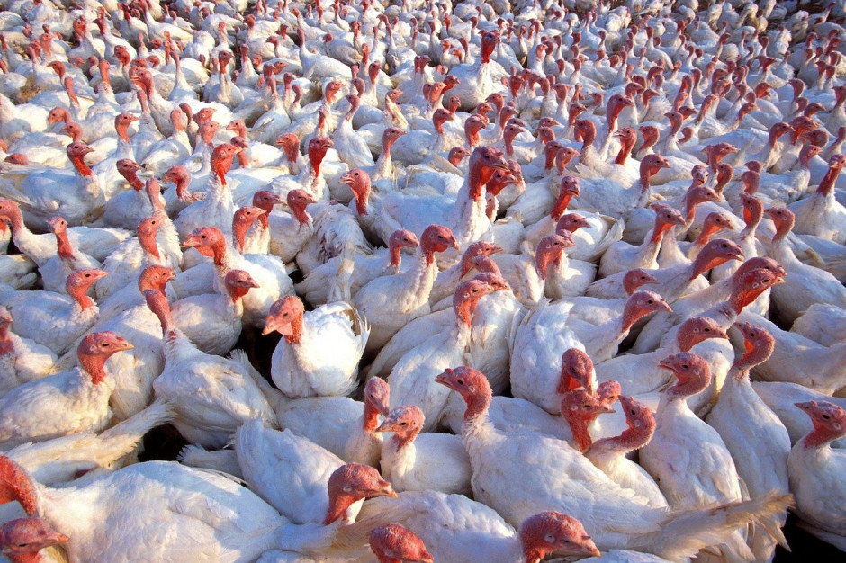 Po wybuchu ptasiej grypy na farmie w północnej Anglii wybito ponad 10 tys. indyków; Fot.pixabay.com
