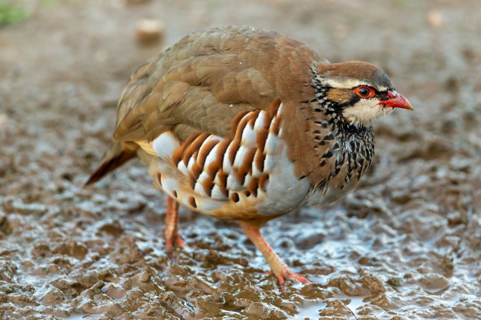 Kuropatwa, fot. Shutterstock