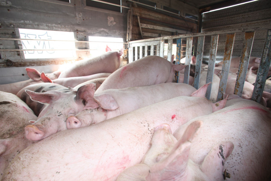 Powiatowy Lekarz Weterynarii w Świecku stwierdził, iż nie ma podstaw do odmowy przyjęcia przesyłki świń do rzeźni. fot. Shutterstock