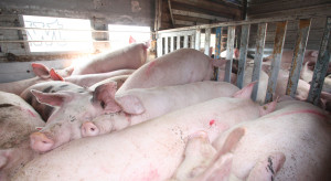 Weterynaria skontrolowała transporty świń z Niemiec