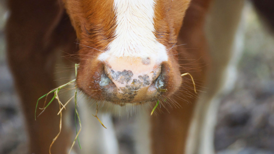 Jednym z objawów rozwijającego się stanu zapalnego u chorych zwierząt jest wyciek śluzowo-ropnej wydzieliny z nozdrzy, fot. Shutterstock