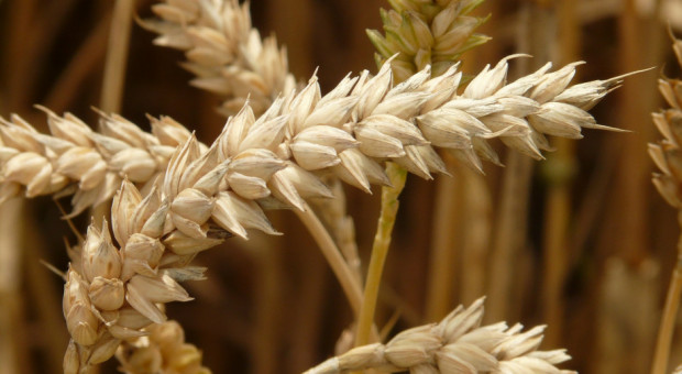 FAO: Rekordowa produkcja pszenicy może  zwiększyć zapasy w sezonie 2021/2022