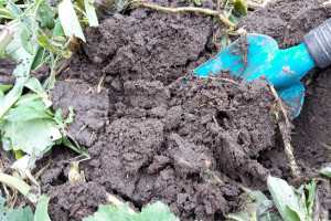 Studenci i naukowcy z Wrocławia stworzyli biopolepszacz glebowy