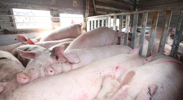 MRiRW: Od 1 listopada zmiany dla rolników chcących transportować świnie