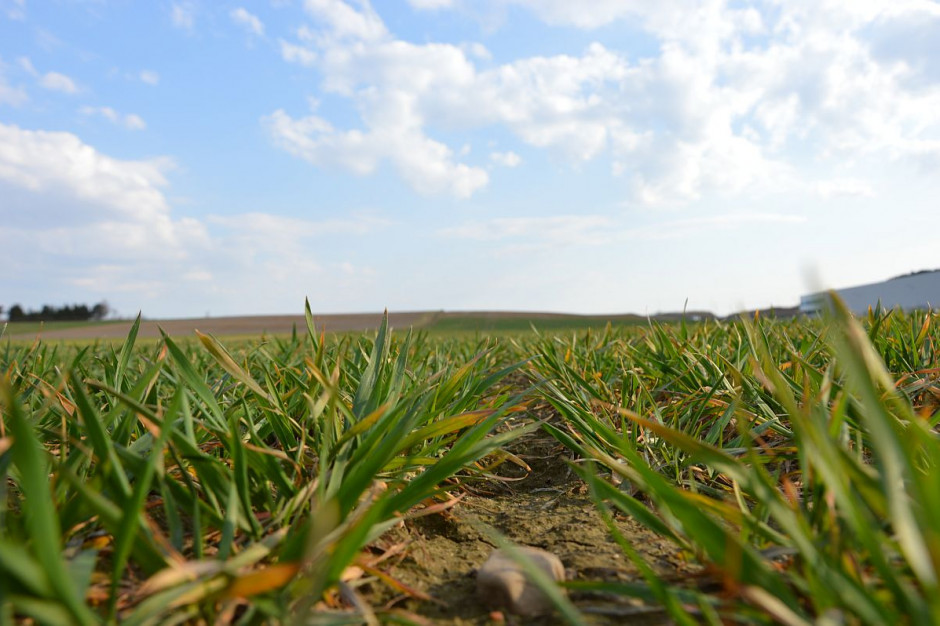 Niedożywiona plantacja pszenicy ozimej z objawami niedoboru azotu; Fot. Katarzyna Szulc