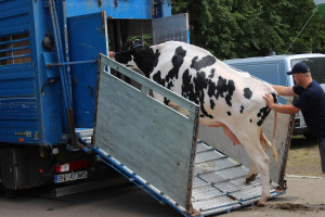 Ambicją KE jest ograniczenie transportu żywych zwierząt