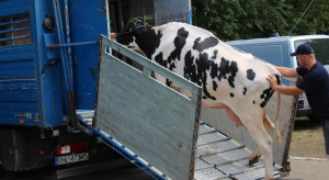 Ambicją KE jest ograniczenie transportu żywych zwierząt
