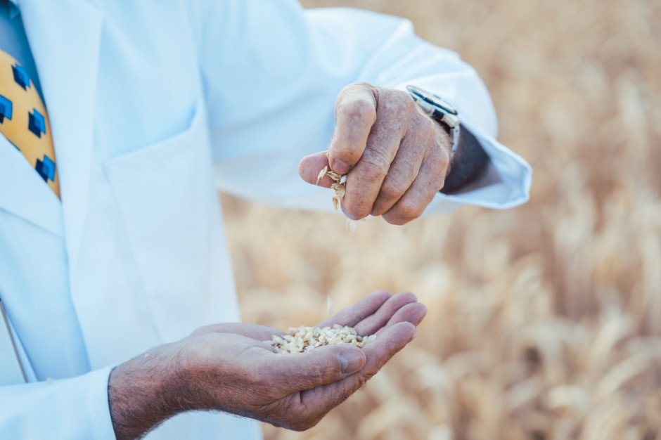 O Normanie Borlaug mówi się, że jest ojcem zielonej rewolucji, bowiem to dzięki jego dokonaniom hodowlanym możliwe było zapewnienie bezpieczeństwa żywnościowego w Azji, Ameryce Środkowej i Afryce, Fot. Shutterstock