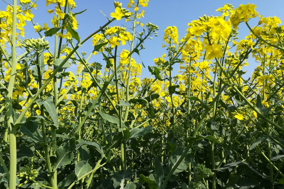 Rzepak atakowany jest przez ponad 100 agrofagów; Fot. A. Kobus