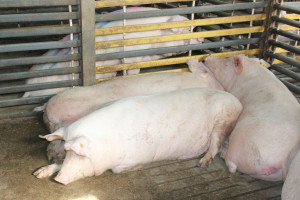 Jak duża będzie redukcja pogłowia świń?