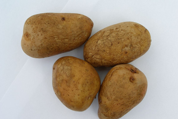 Skontroluj bulwy ziemniaka w przechowalni