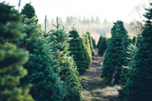 Lasy Państwowe planują sprzedać 15 tys. choinek na Boże Narodzenie
