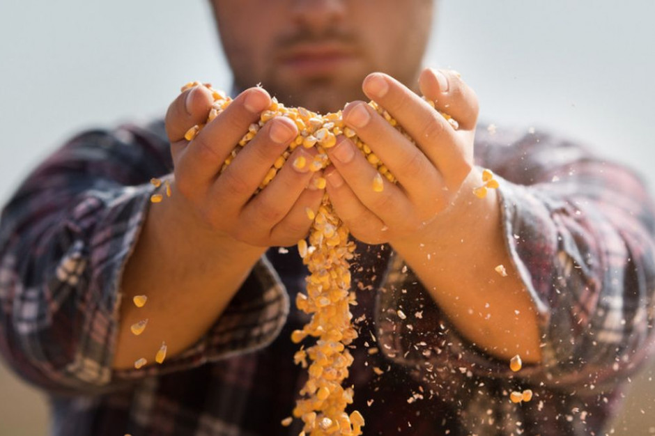 Wyniki PDO kukurydzy, fot. Shutterstock