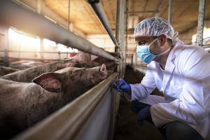 Hodowcy zaniepokojeni liberalizacją wymogów bioasekuracji
