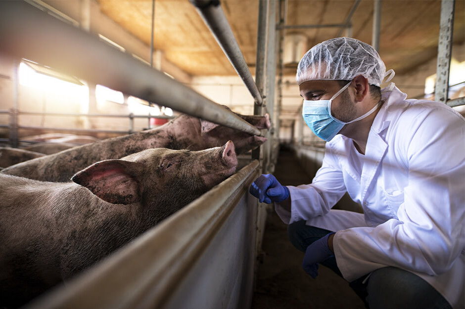 Przedstawiciele inicjatywy #HodowcyRazem są przeciwni liberalizacji zasad bioasekuracji w małych stadach świń. Fot.Shutterstock