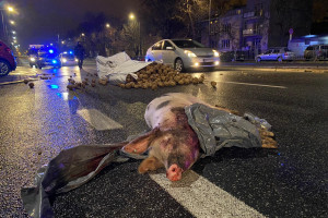 Wezwanie do prokuratury za użycie martwej świni w trakcie protestu