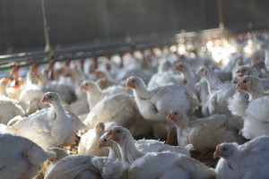 Pandemia i grypa ptaków – jakie są prognozy dla sektora drobiarskiego?