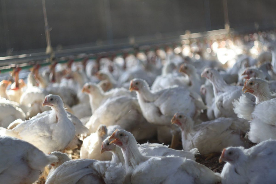ozprzestrzenianie się ptasiej grypy na świecie budzi wciąż obawy krajów i przemysłu drobiarskiego. fot. Farmer