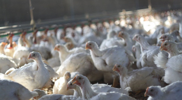 Pandemia i grypa ptaków – jakie są prognozy dla sektora drobiarskiego?