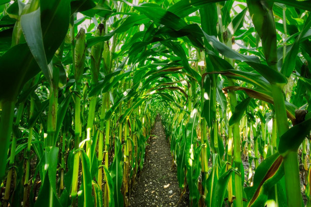Najlepsze odmiany kukurydzy kiszonkowej w 2020 r.