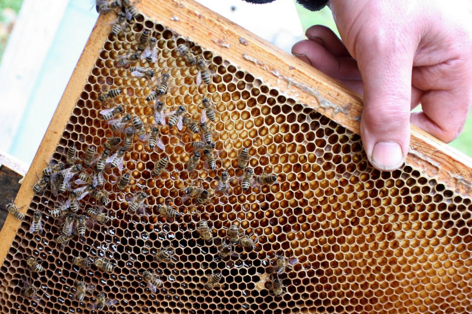 Wskutek niewłaściwych oprysków pszczelarze stracili 2 mln owadów, Fot. GT