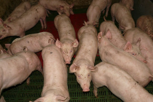 Dlaczego po koronawirusie pomoc dopiero dla hodowców mających 21 świń?