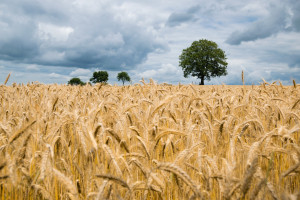 Czy uprawa zbóż paszowych daje w Polsce zarobić?