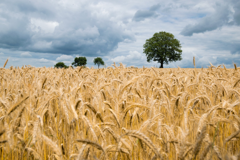 Polska jest jednym z głównych producentów pszenicy i jęczmienia w UE, fot. pixabay