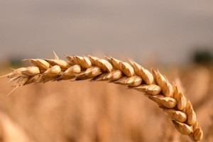 Wzrosty cen zbóż raczej ograniczone
