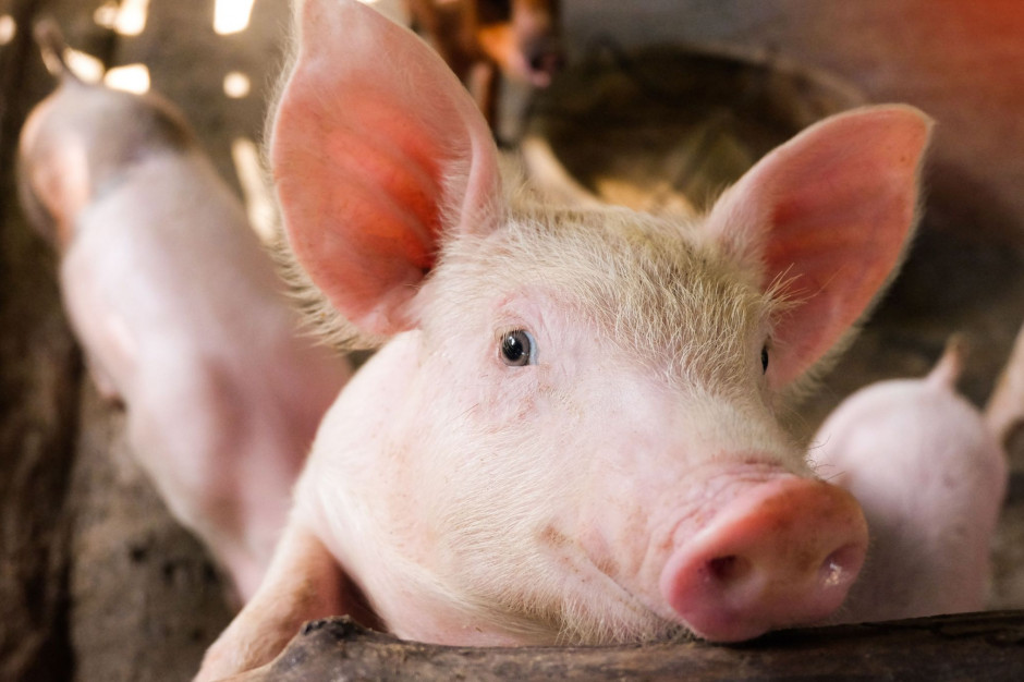 Pomoc po COVID-19 przyznana została również do tuczu świń w cyklu otwartym. fot. Shutterstock