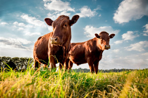 Wielkopolska: Zginął rolnik zaatakowany przez stado byków