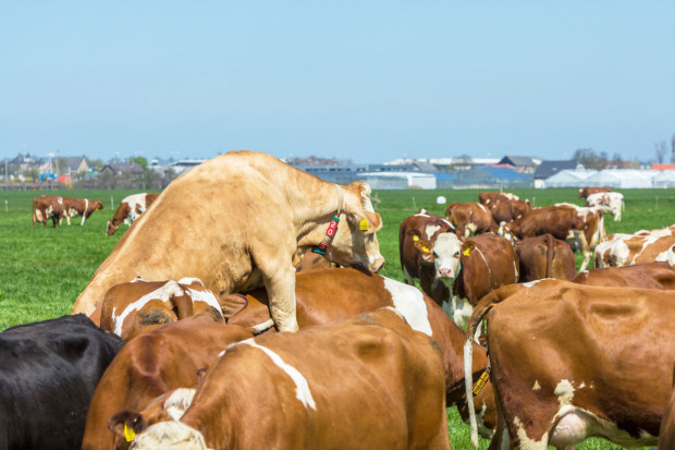 Fot. Shutterstock Zarządzanie rozrodem w stadzie bydła mlecznego