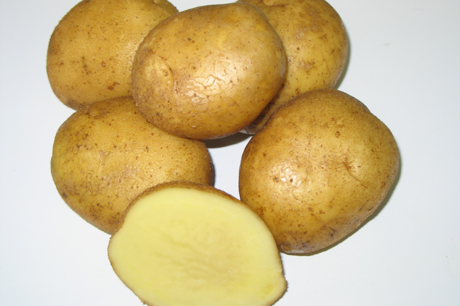 Jakie są najplenniejsze wczesne odmiany ziemniaka jadalnego? Fot. PTWP