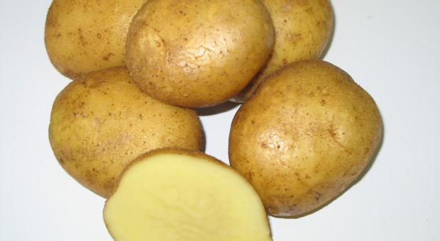 Najplenniejsze wczesne odmiany ziemniaka jadalnego