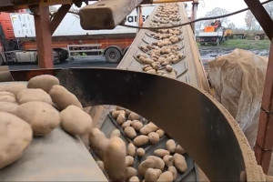 GUS podaje ceny skupu produktów rolnych za lipiec