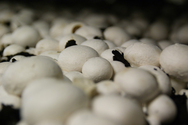 Powstaje polsko-holenderski holding na rynku grzybów hodowlanych