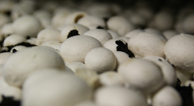 Powstaje polsko-holenderski holding na rynku grzybów hodowlanych